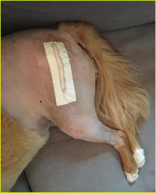 Chris Evans dog recovering from surgery