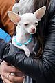 demi moore takes her tiny dog to yoga class 04