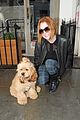 lindsay lohan adorable dog london 05