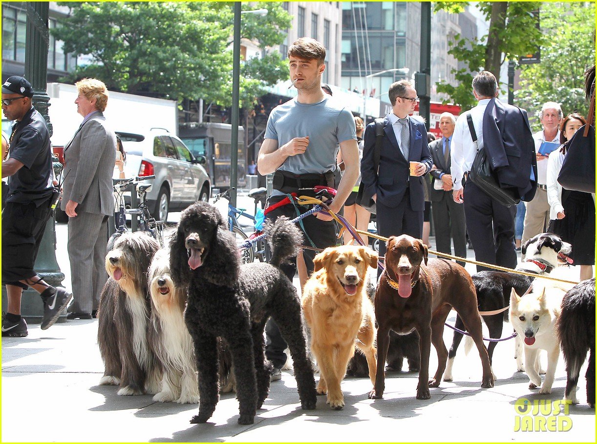 Daniel Radcliffe Handles Multiple Dogs on NYC 'Trainwreck' Set! Photo