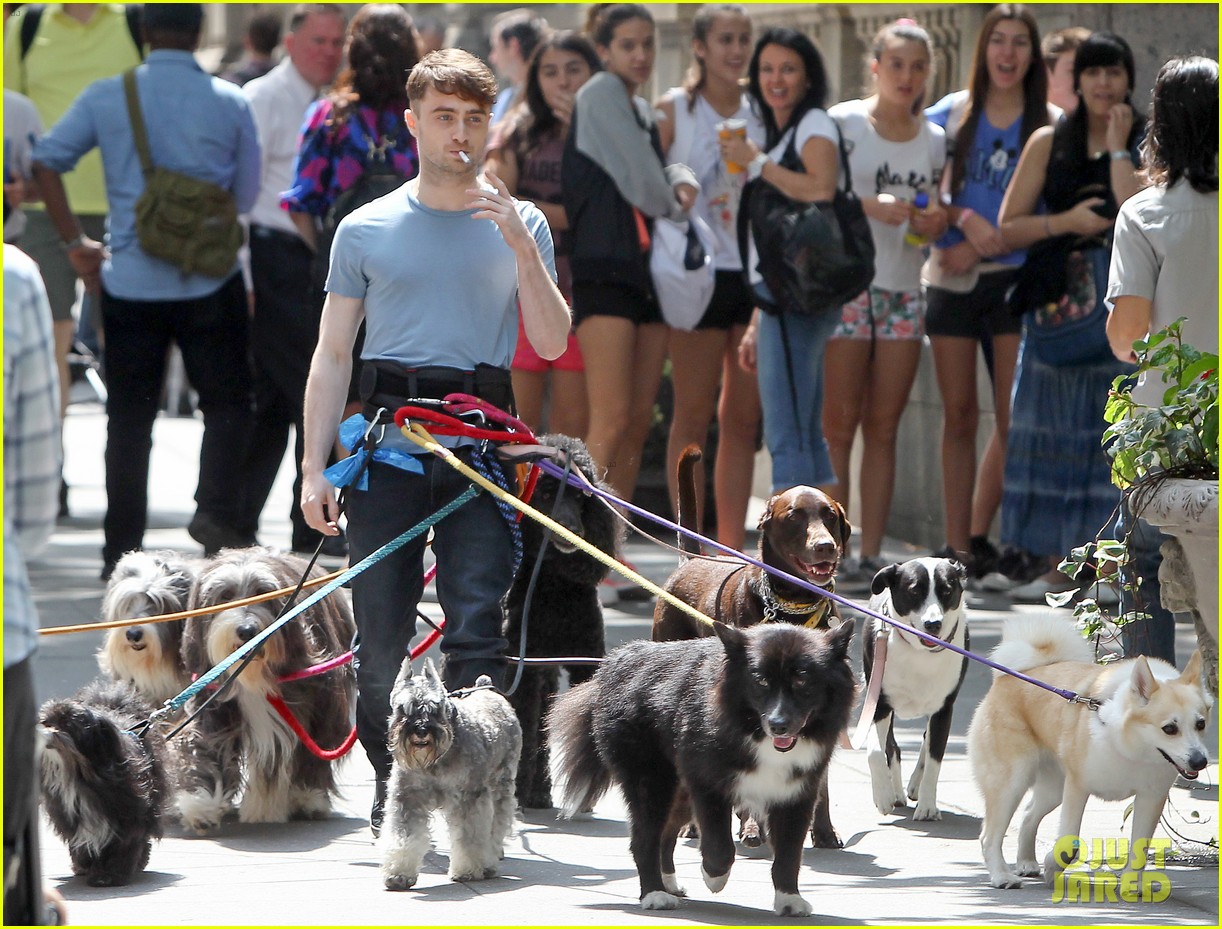 Daniel Radcliffe Handles Multiple Dogs on NYC 'Trainwreck' Set!: Photo  3147559 | Daniel Radcliffe, Marisa Tomei Pictures | Just Jared
