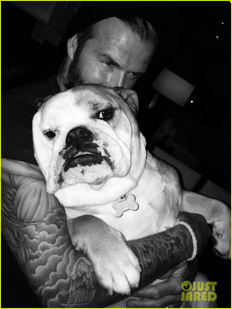 David Beckham Cuddling With His Dog is the Cutest Thing Photo 3343946