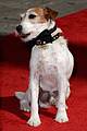 uggie the dog dead 22