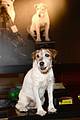 uggie the dog dead 26