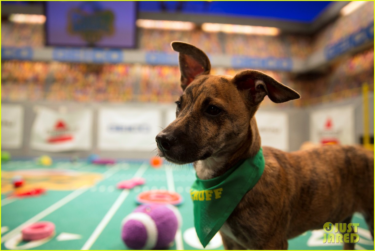Puppy Bowl 2017: Meet the Dogs Stream the Game More : Photo 3853430