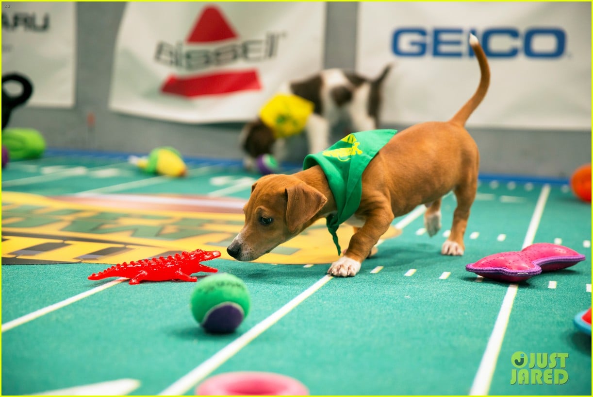 Puppy Bowl 2017 Meet the Dogs, Stream the Game, & More! Photo 3853451 Pictures Just Jared