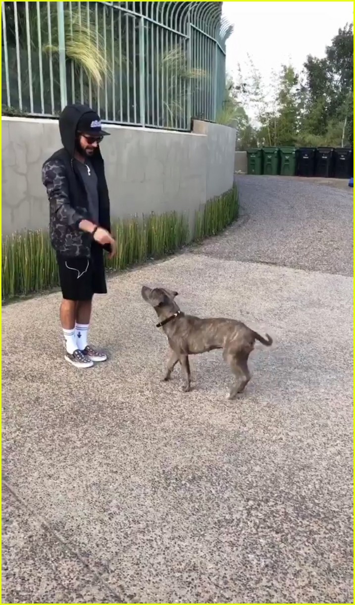 Zac Efron Introduces Fans to His Rescue Pup Maca! Photo 4060708 Zac