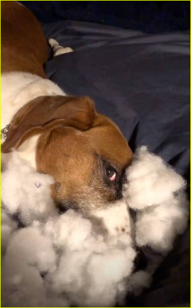 Andy Cohen Fires Back at Critics After Dog Destroys Son's Toy Photo