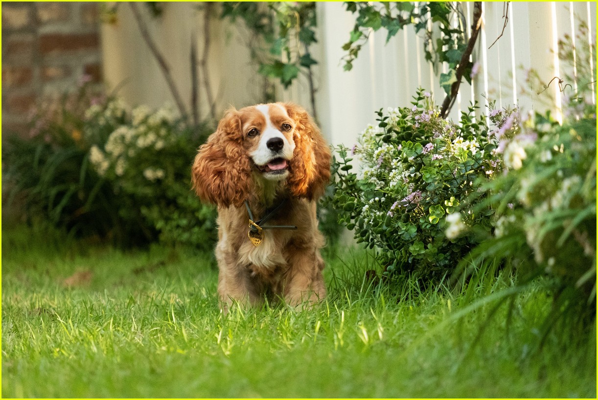 Disney+’s Live-Action ‘Lady & the Tramp’ Gets New Trailer - Watch