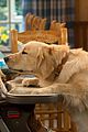 fuller house dog cosmo has died 04