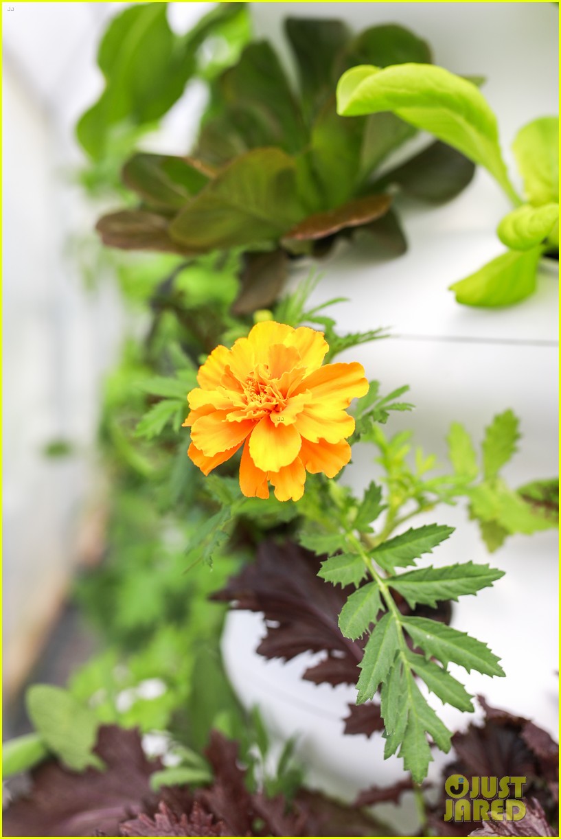 Zooey Deschanel's Portable Garden Makes It So Easy to Grow Your Own