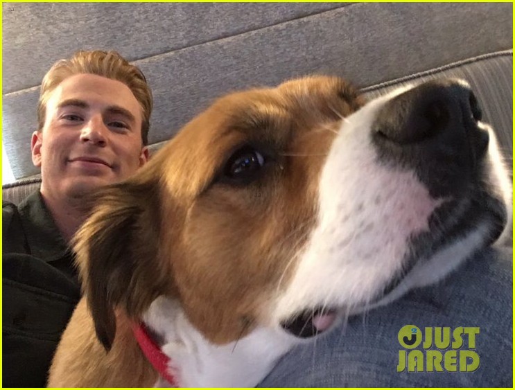 fans sharing pics of chris evans with dog dodger 04