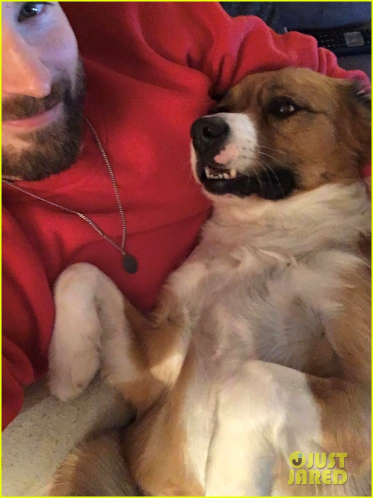 fans sharing pics of chris evans with dog dodger 124482819