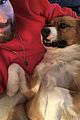 fans sharing pics of chris evans with dog dodger 12