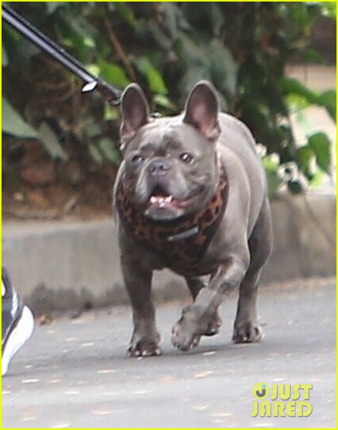 reese witherspoon walk with french bulldog 044481624