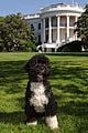 obamas mourn death of dog bo 02