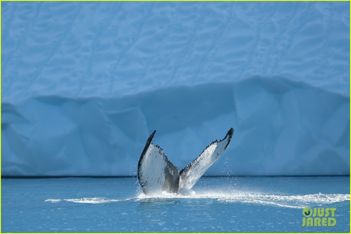 Photo diver stuck in mouth of whale 05 Photo 4568444 Just Jared