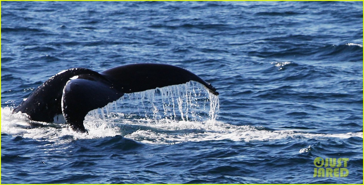 Photo diver stuck in mouth of whale 06 Photo 4568445 Just Jared
