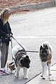 sarah michelle gellar takes her dogs for afternoon walk 05