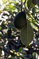sandra bullock lists avocado ranch 17