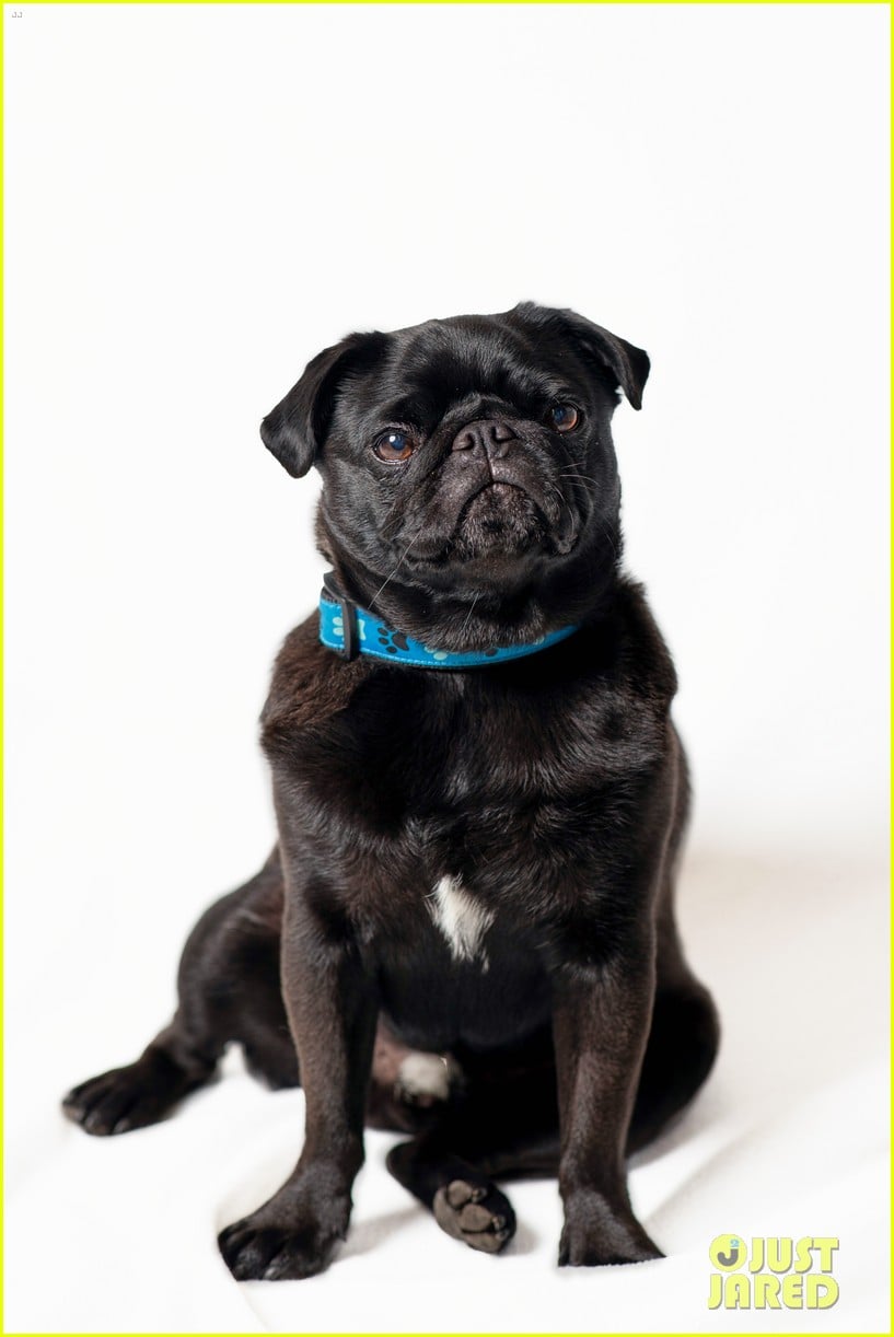 Hallmark Channel's First Movie of 2023, The Dog Lovers Guide To Dating