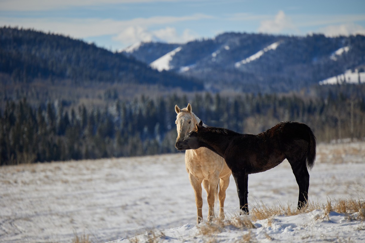 Hallmark Channel's 'Ride' The McMurrays Head To Cheyenne For The