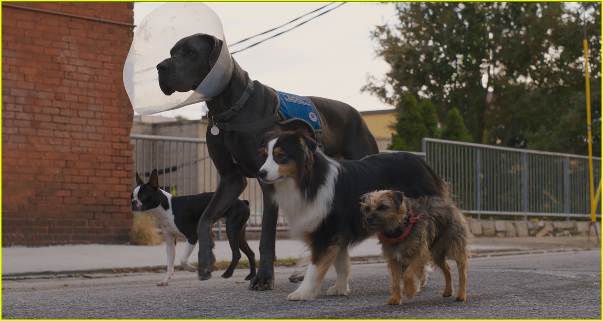 Will Ferrell & Jamie Foxx Play FoulMouthed Dogs in RRated Comedy 'Strays' Watch the Trailer