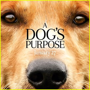 'A Dog's Purpose' Producer Says Dog Was Not in Danger After Watching Unedited Video