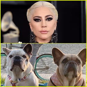 Men Who Stole Lady Gaga's Dogs Did Not Know They Belonged to Her - New Details Revealed