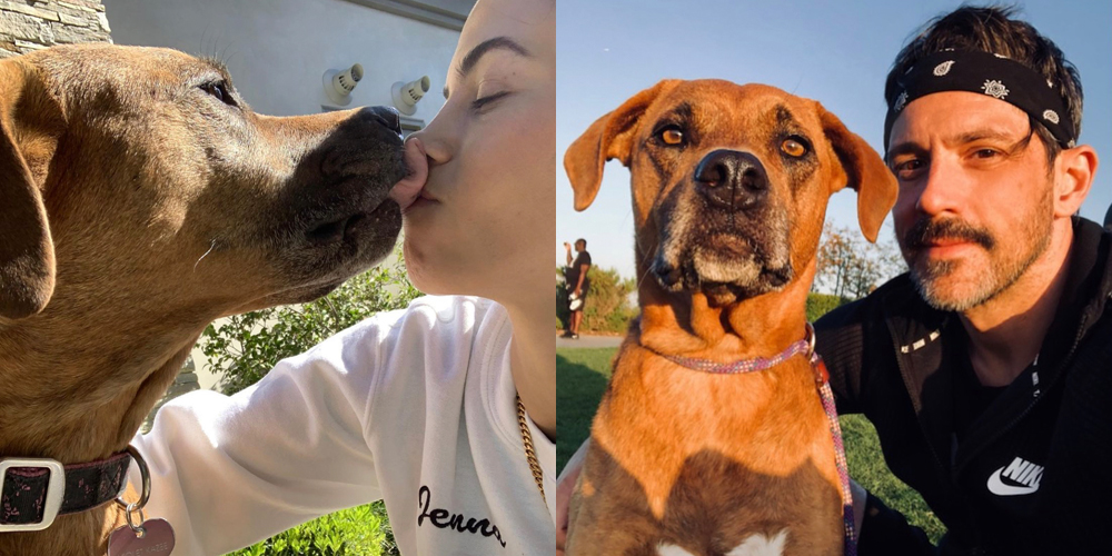 Jenna the dog