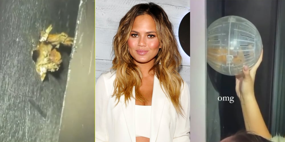 Chrissy Teigen Rescues Family Hamster From Inside the Wall After It