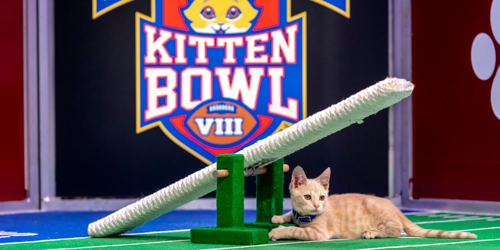 Kitten Bowl 2022