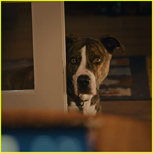 Amazon's Dog Super Bowl Commercial 2023 Had the Best Twist Ending - Watch Now!