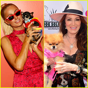 Celebrity Pups: Find Out The Top 10 Dog Breeds Adored by The Stars